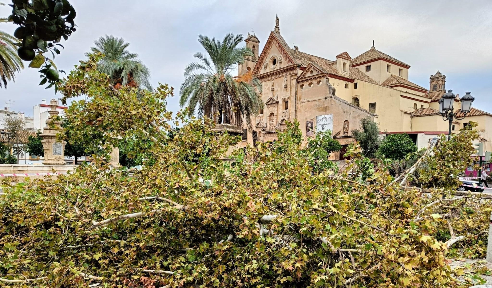 Árbol caído sobre el Triunfo de San Rafael en la plaza de los Trinitarios de Córdoba.