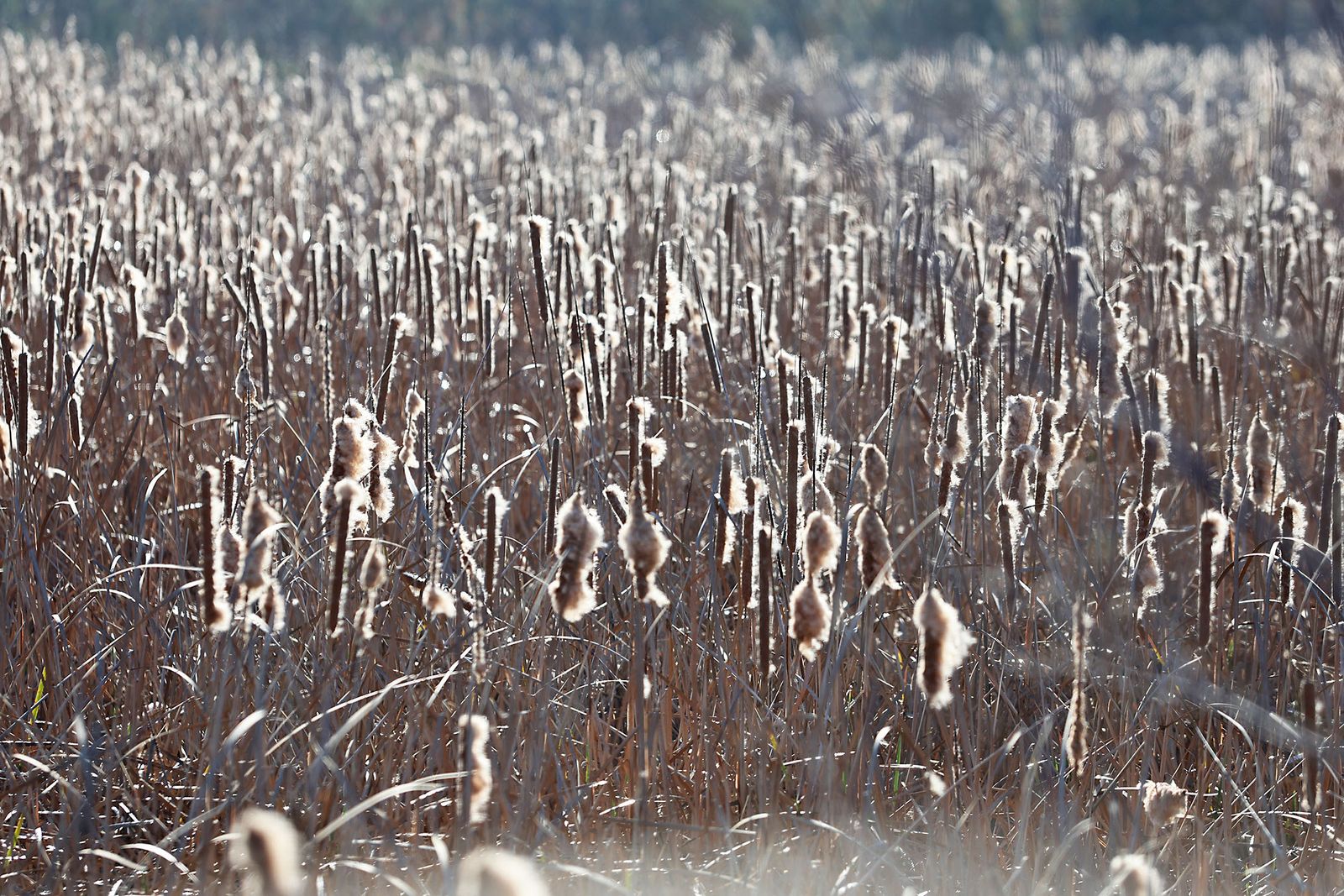 Imágenes de la visita al programa de divulgación ambiental 'Mi Marisma, Mi Escuela', de la Fundación Atlantic Copper.en Marismas del Odiel