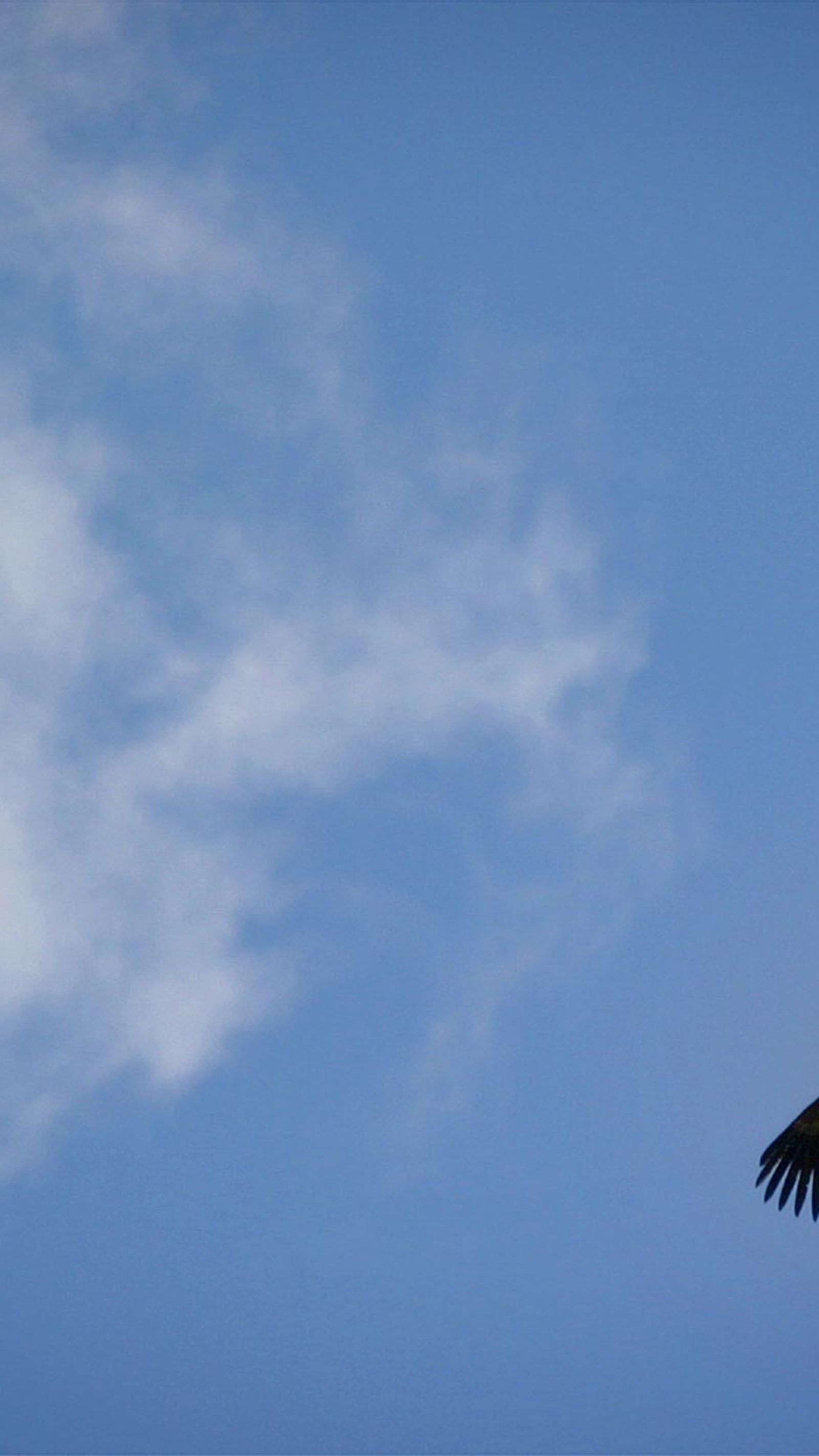 Un buitre leonado abre sus alas.