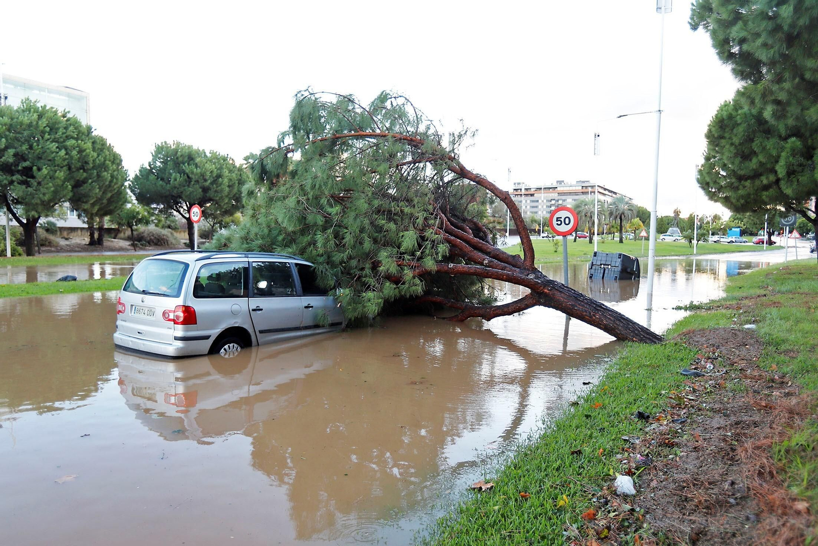 Pino caído sobre un vehículo en la avenida Andalucía.