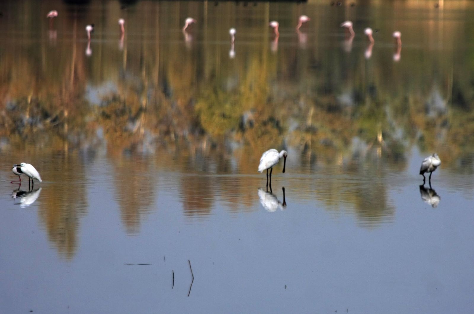 Aves en Doñana, en la parte del Parque que corresponde a Huelva.
