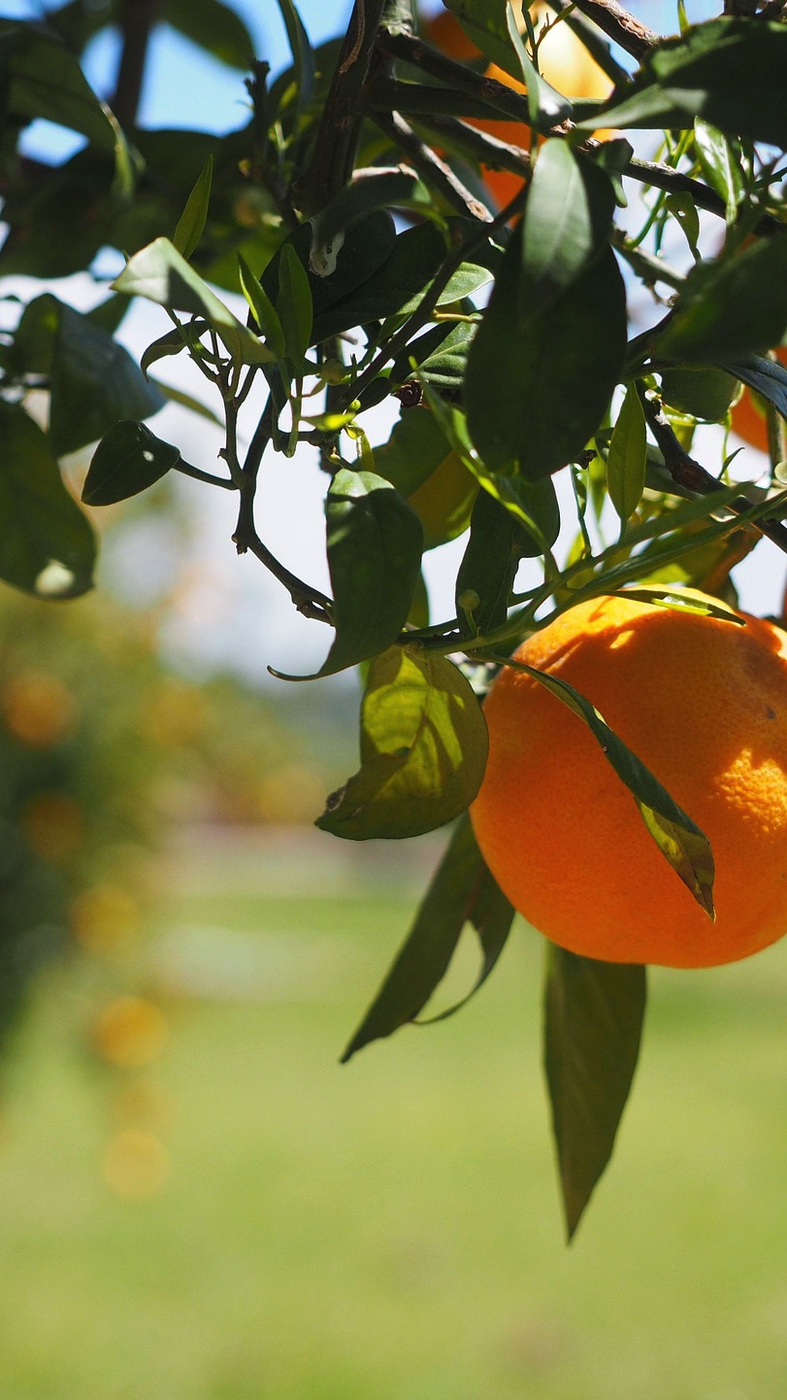 Cítricos cultivados en Huelva.