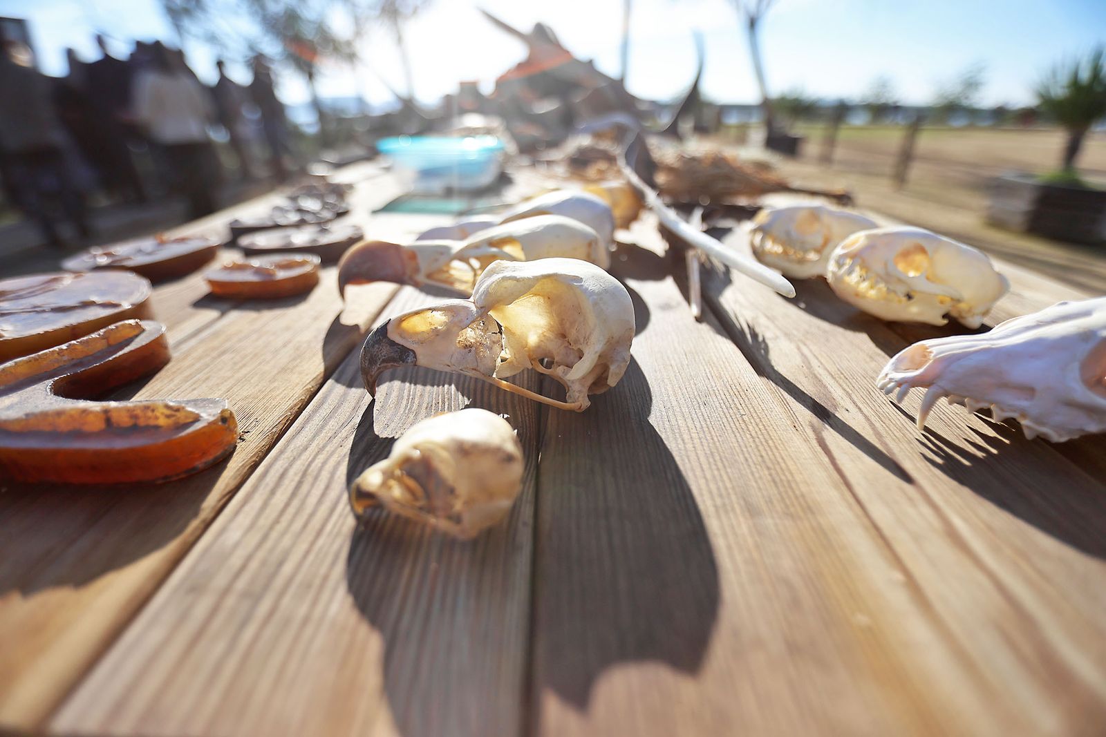 Imágenes de la visita al programa de divulgación ambiental 'Mi Marisma, Mi Escuela', de la Fundación Atlantic Copper.en Marismas del Odiel
