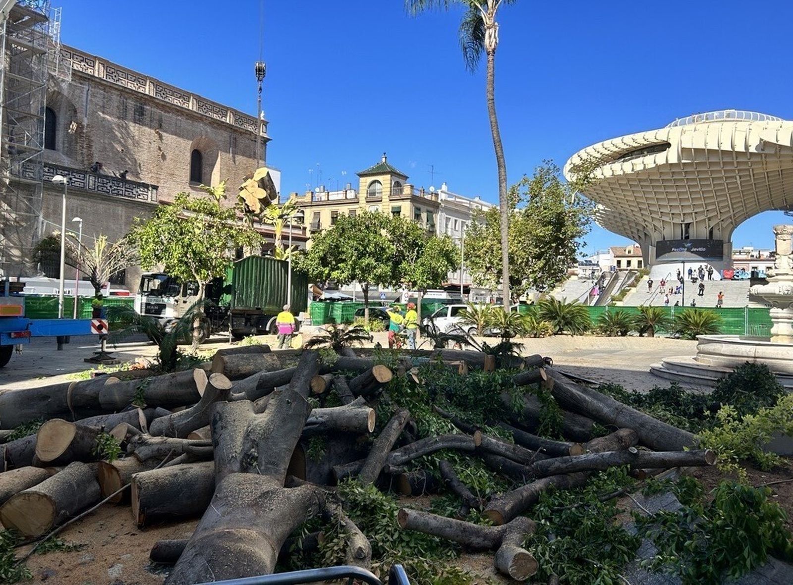 Restos mortales del Laurel de Indias de la Encarnación.