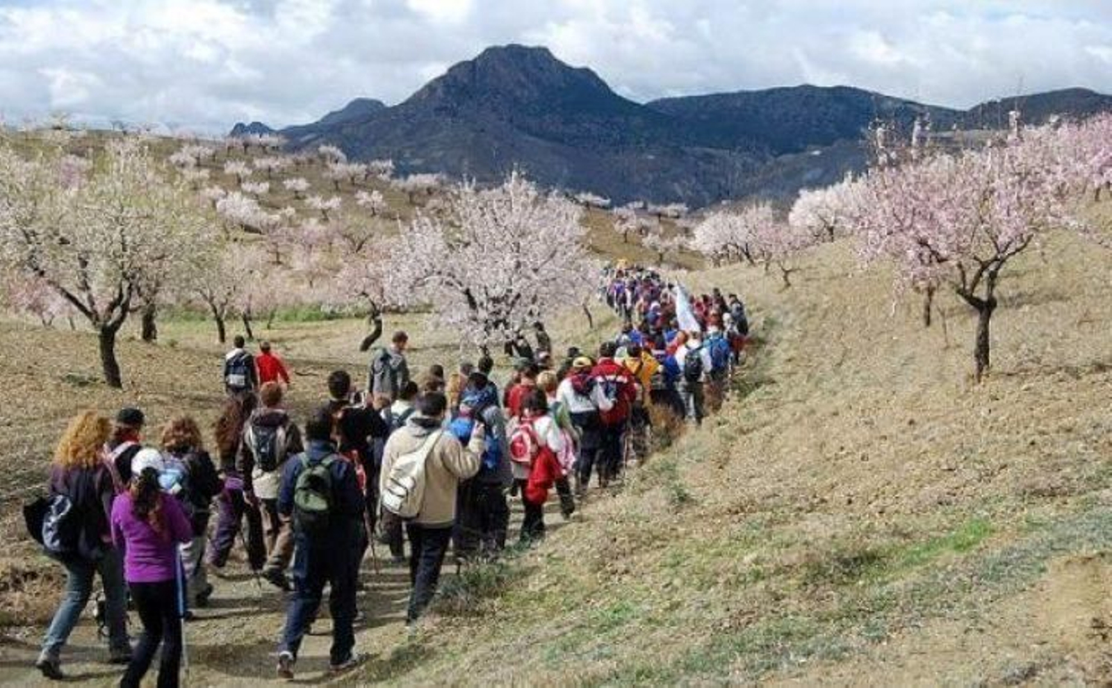 Ruta Flor de Almendro de Albox.