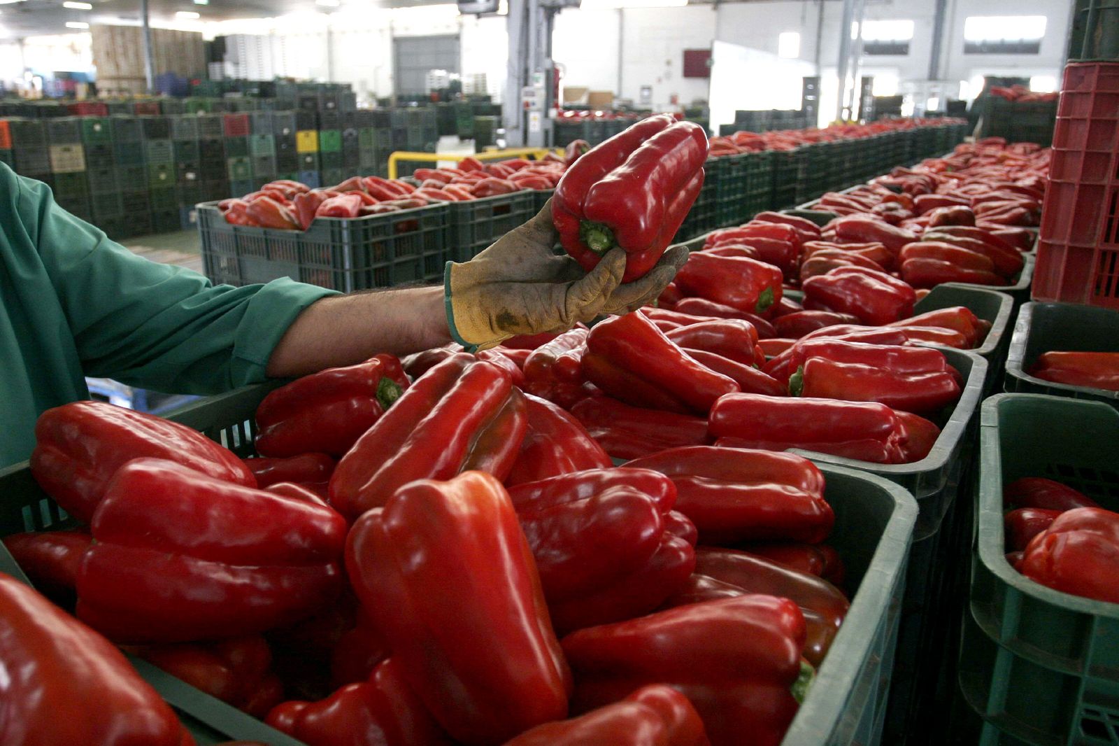 Pimientos almerienses en una cooperativa, preparados para ser exportados.