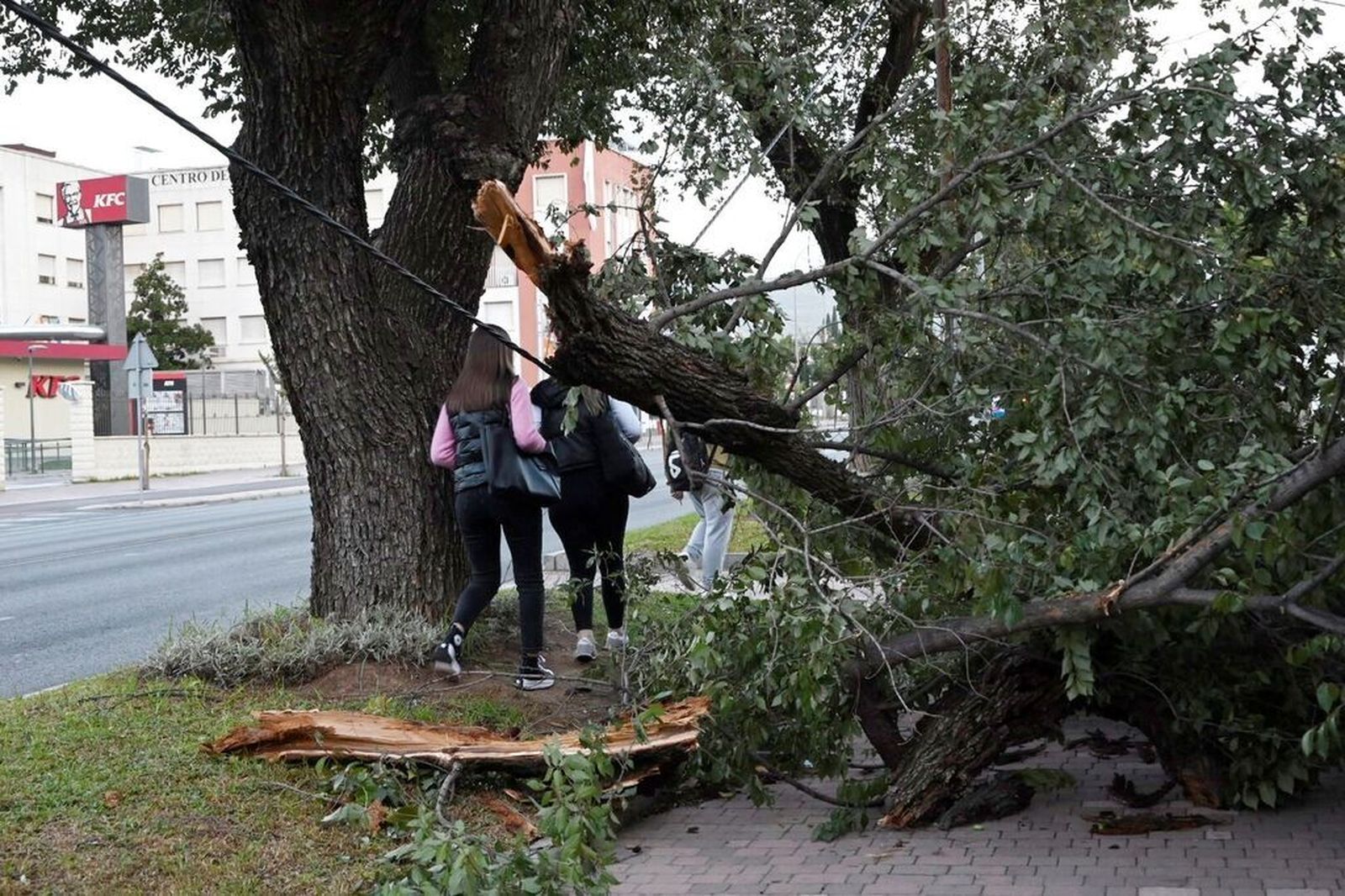 Árboles caídos tras el paso de la borrasca Bernard por Córdoba.