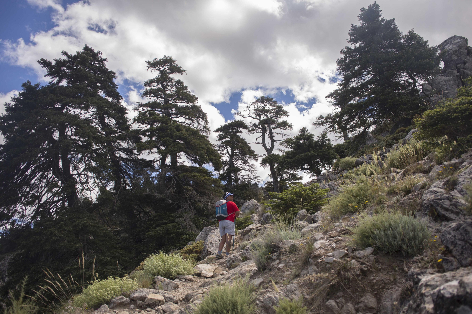 Pinsapos del Parque Nacional Sierra de las Nieves