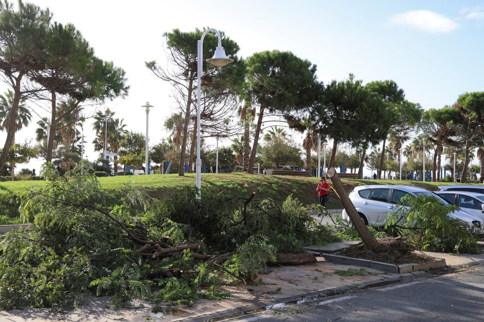 Árboles y ramas derribados por las fuertes rachas de viento del jueves.