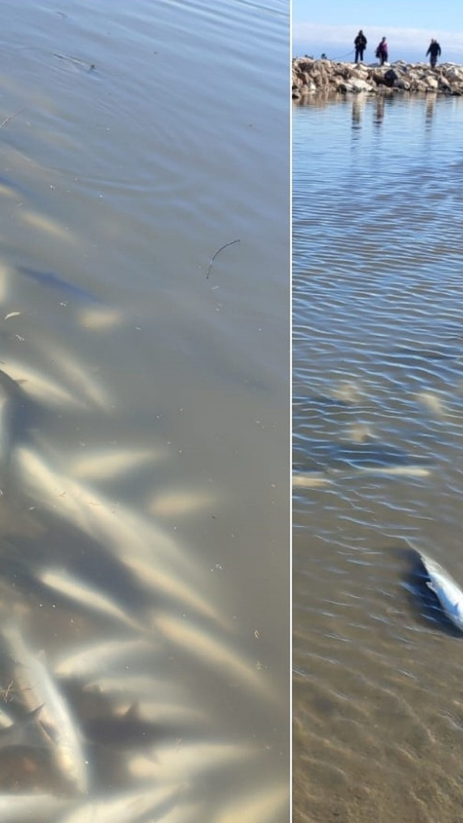 Cientos de peces muertos aparecen en la desembocadura del río Guadalhorce