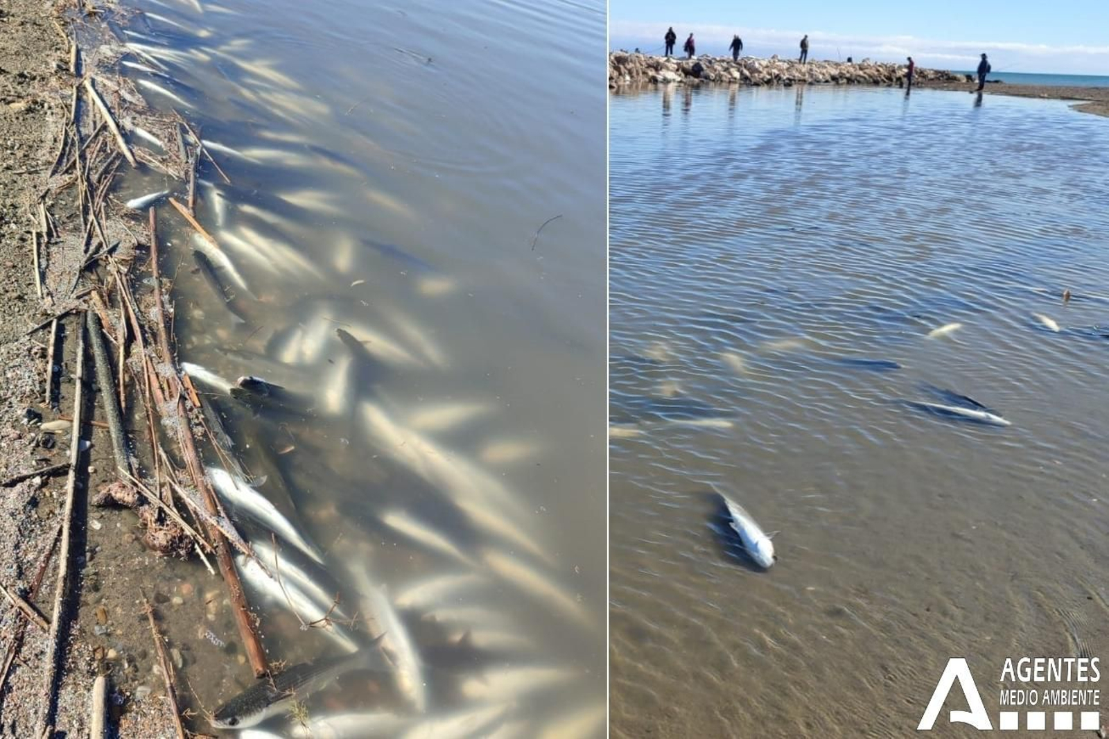 Cientos de peces muertos aparecen en la desembocadura del río Guadalhorce