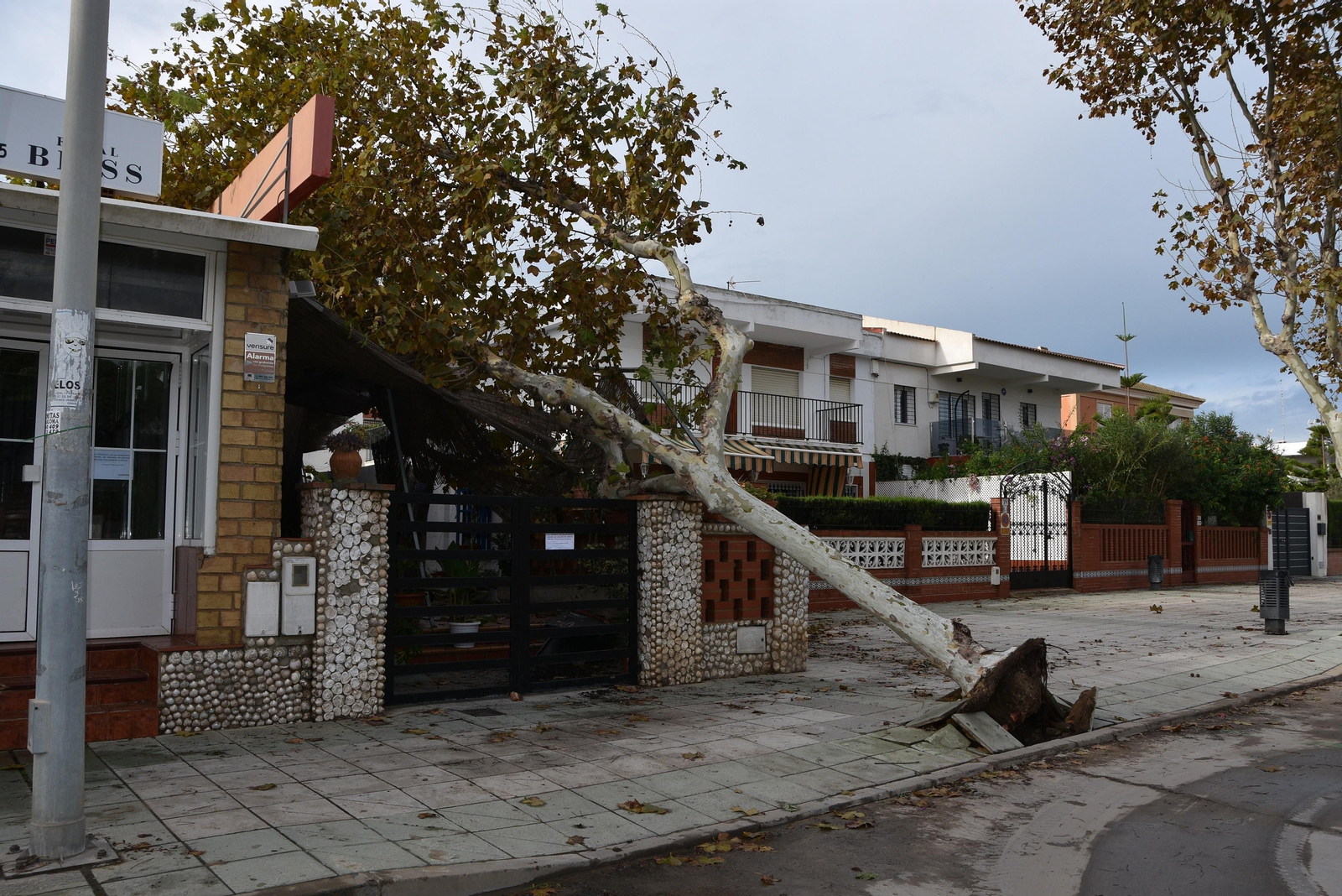Un árbol caído en una casa de una avenida de Punta Umbría