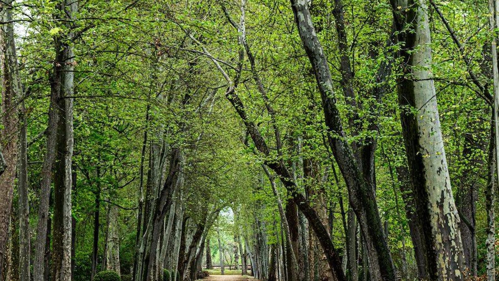 madrid aranjuez jardin principe
