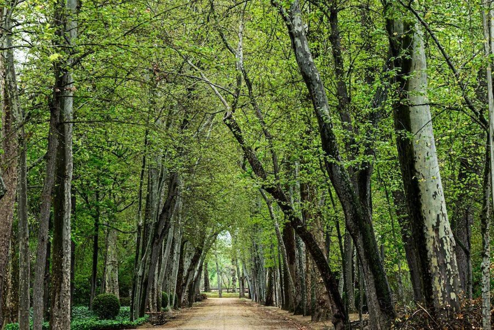 madrid aranjuez jardin principe