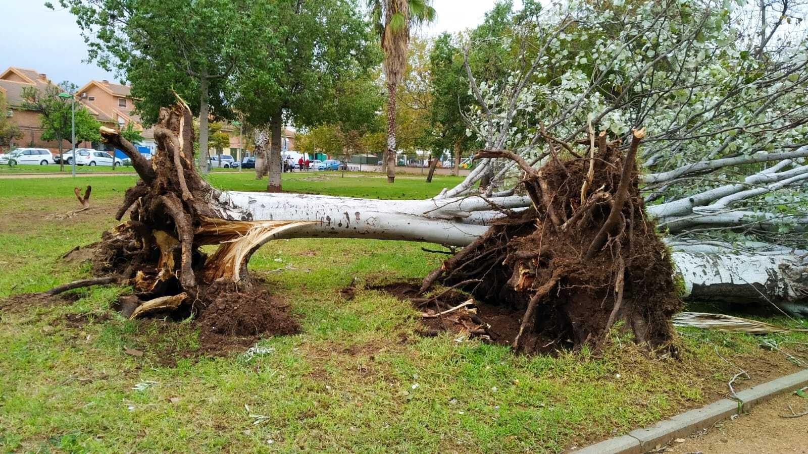 Dos álamos arrancados de raíz en los jardines Huerta del Sordillo.