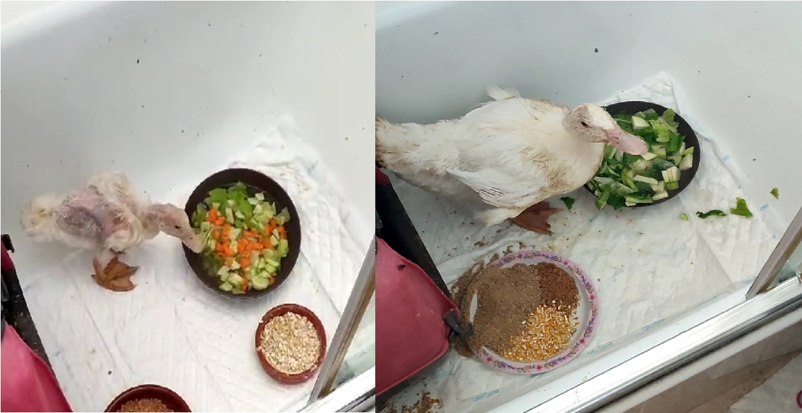 Pato rescatado en septiembre en Córdoba tras un mes de alimentación equilibrada.