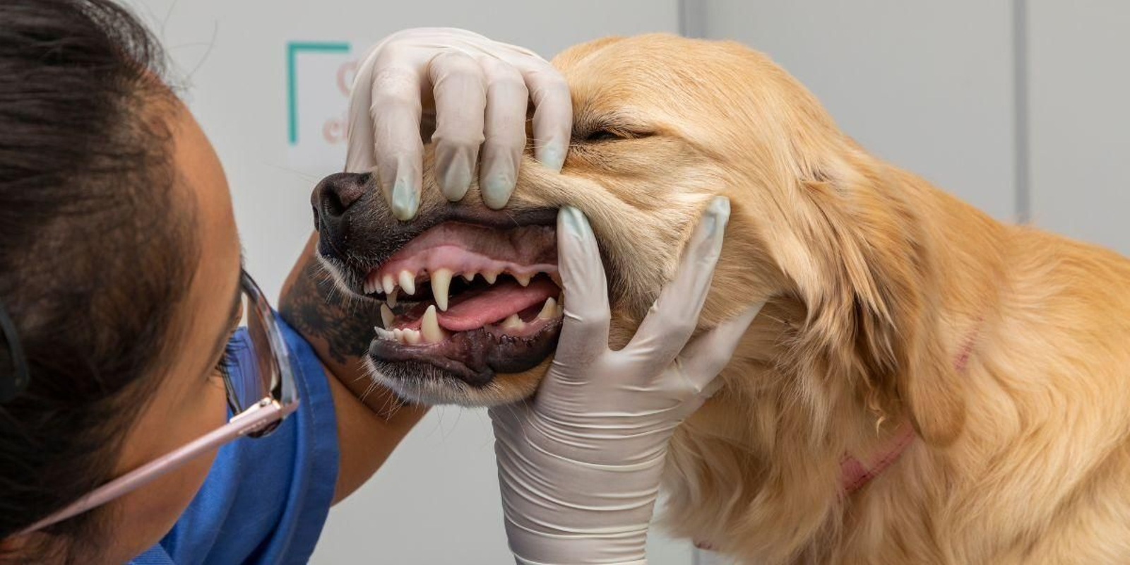 Cómo cuidar correctamente los dientes de tu perro