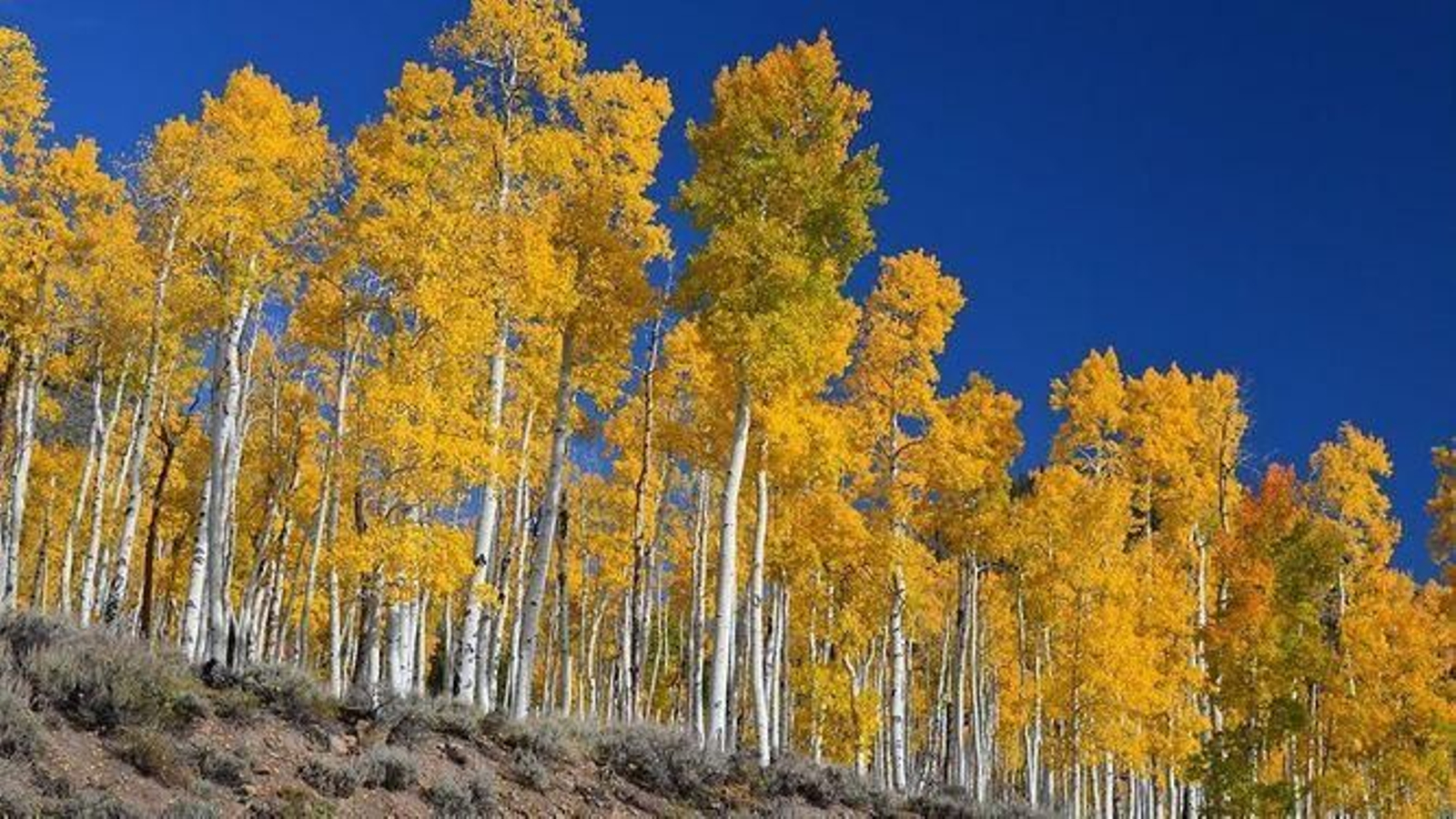 El ser vivo más antiguo del planeta tierra tiene 80.000 años y está en los EEUU