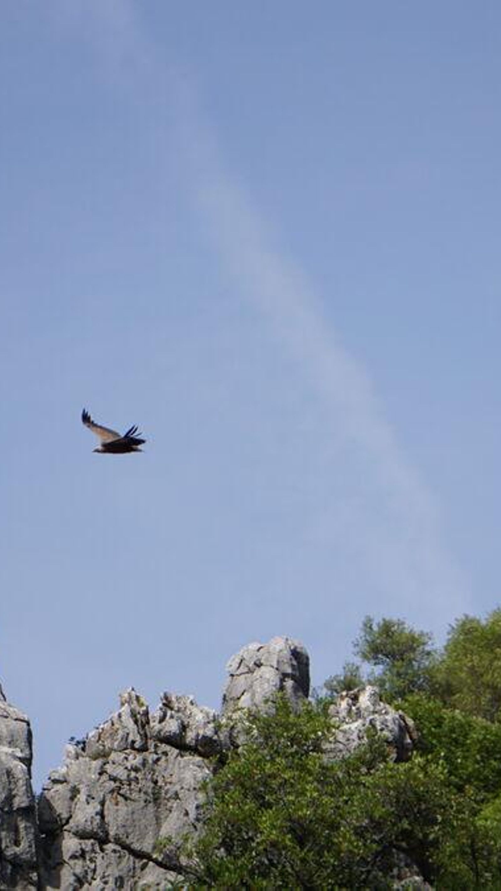Buitres en el Salto del Cabrero