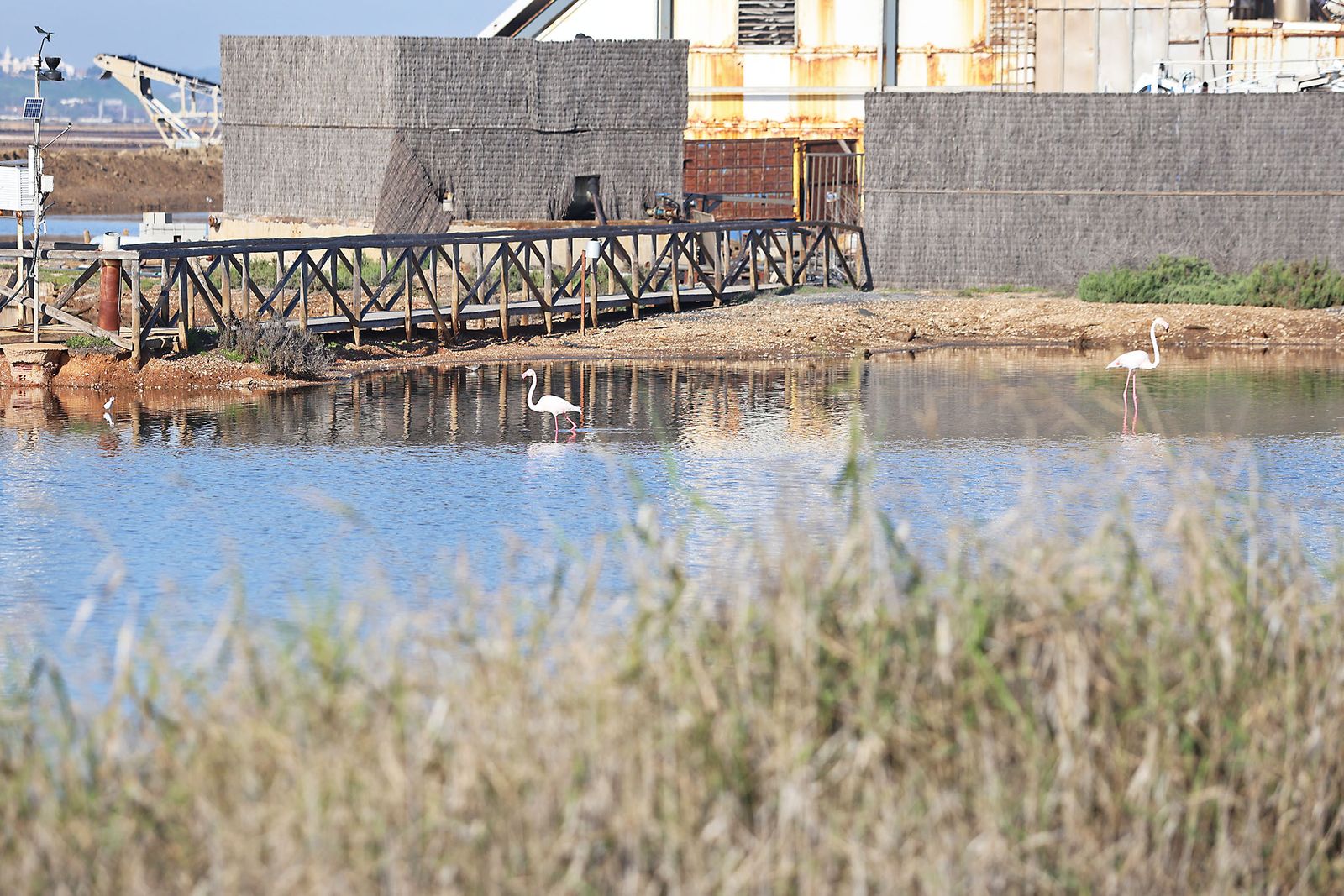 Imágenes de la visita al programa de divulgación ambiental 'Mi Marisma, Mi Escuela', de la Fundación Atlantic Copper.en Marismas del Odiel