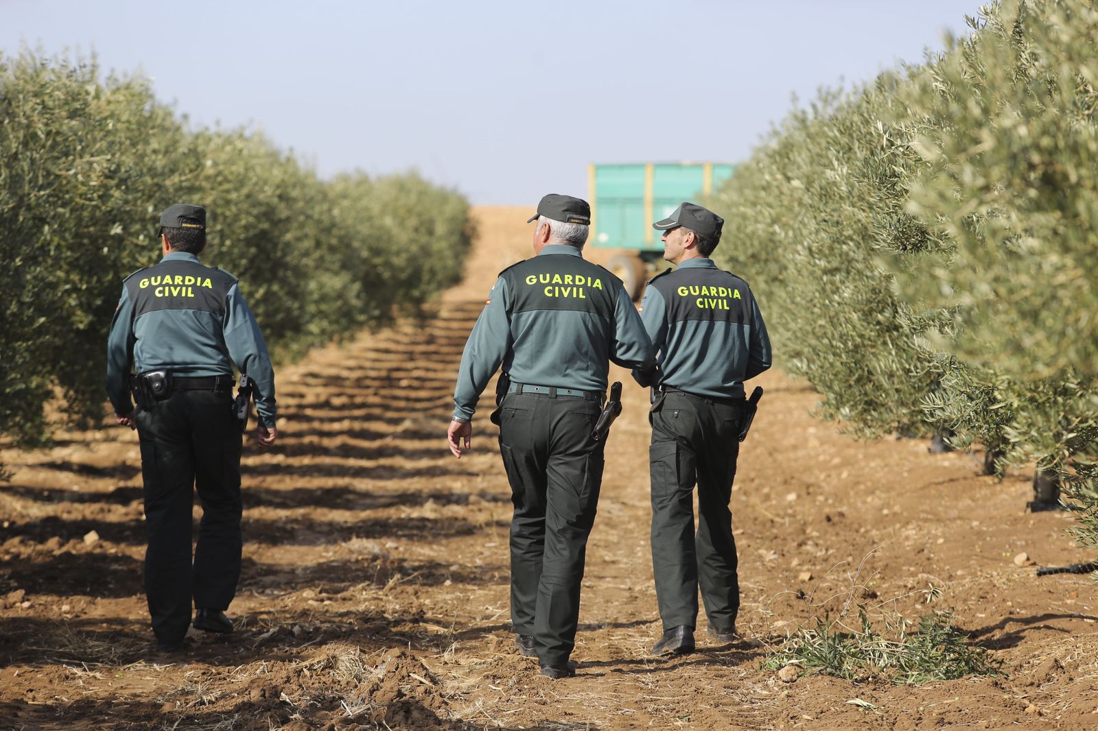 Guardias civiles en un olivar.