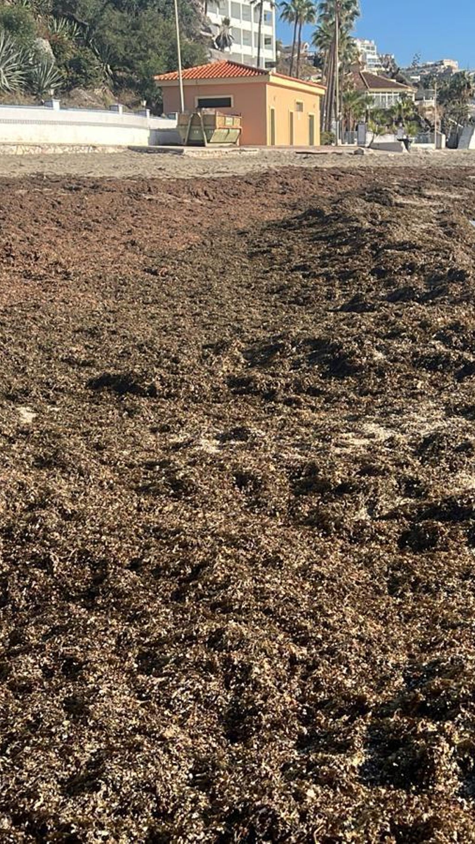Una playa de Benalmádena inundada con el alga asiática.