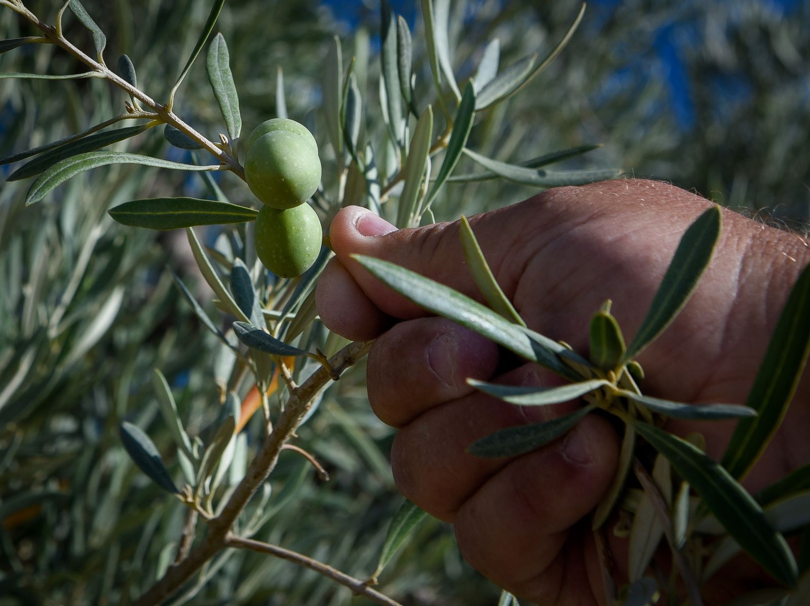Detalle de un olivar