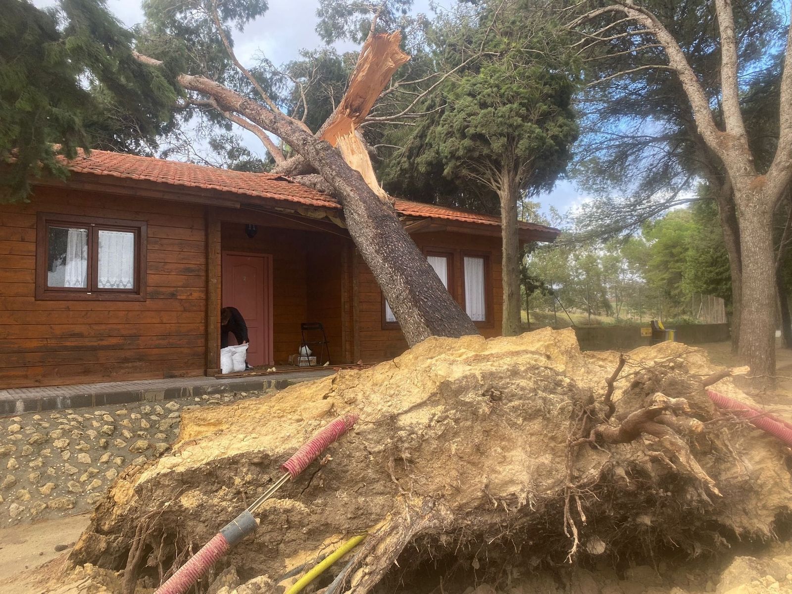 Un árbol cae en una edificación en Bornos