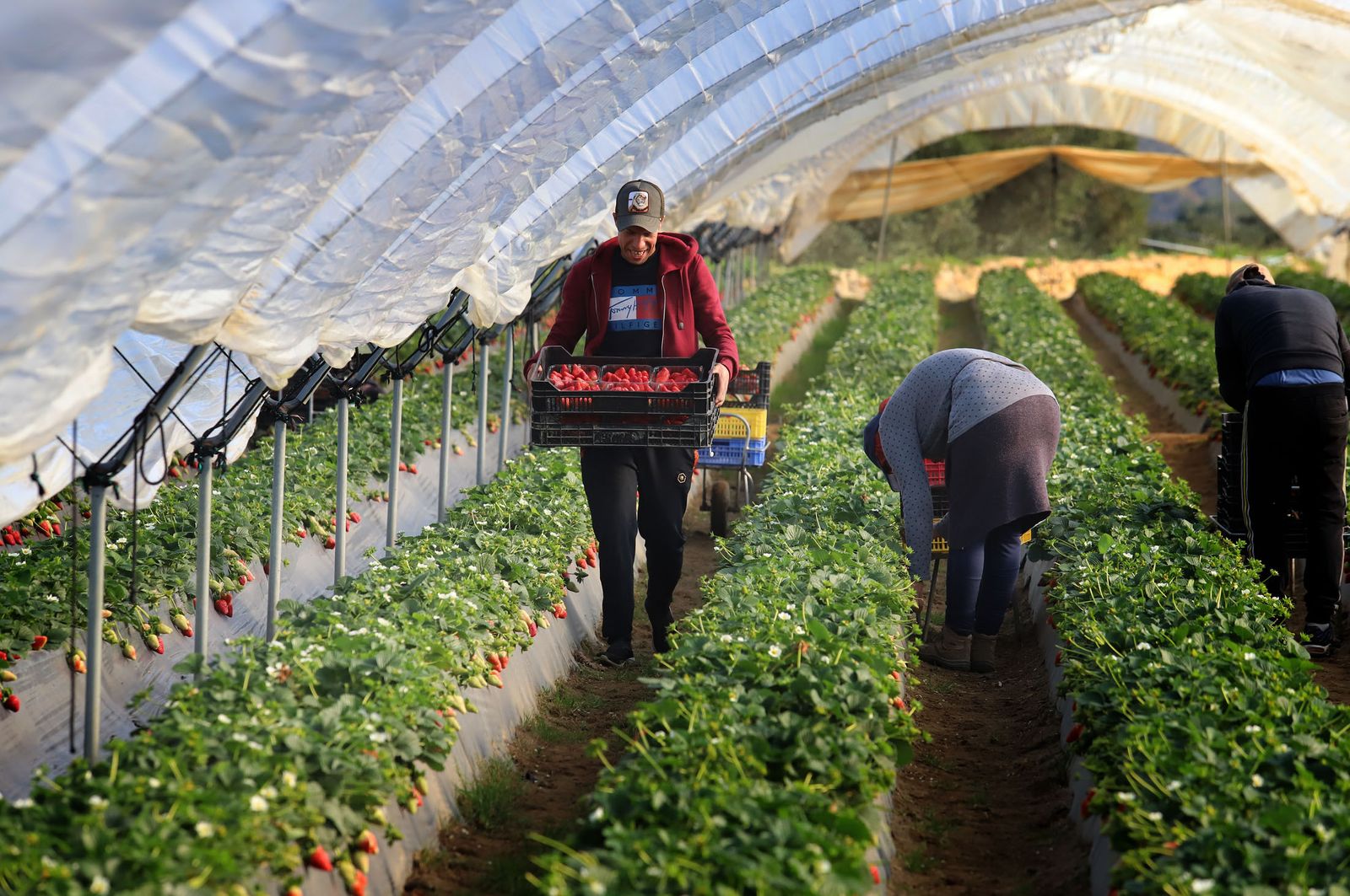 Trabajadores agrícolas en el campo onubense.
