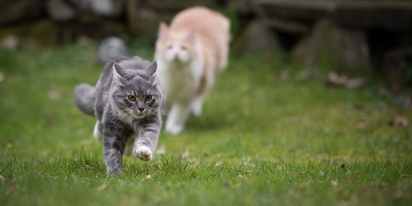 ¿Cómo de rápido puede correr un gato? Su impresionante velocidad punta te dejaría haciendo el ridículo en una carrera