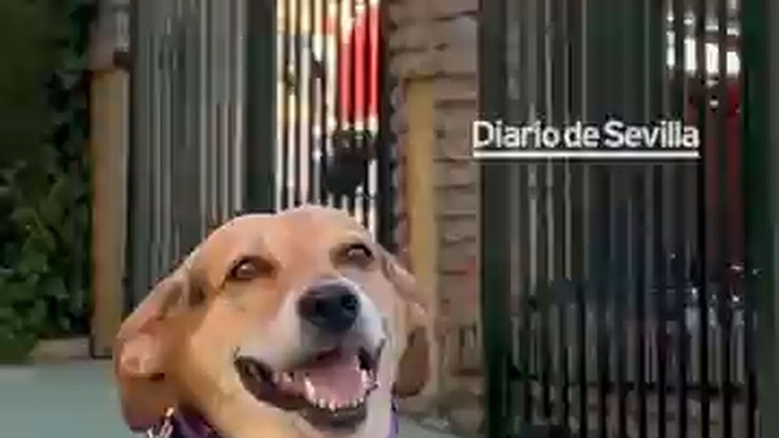 "No existen perros malos, existen familias que no han sabido darle la educación necesaria"