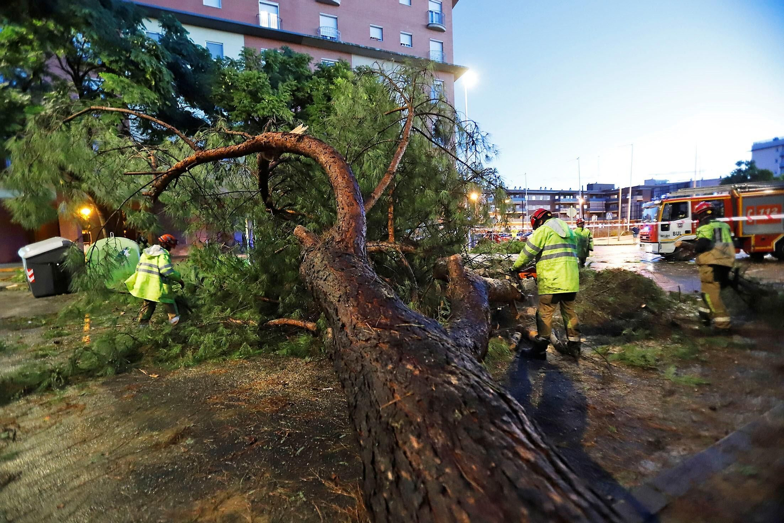 Trabajos de retirada de árboles