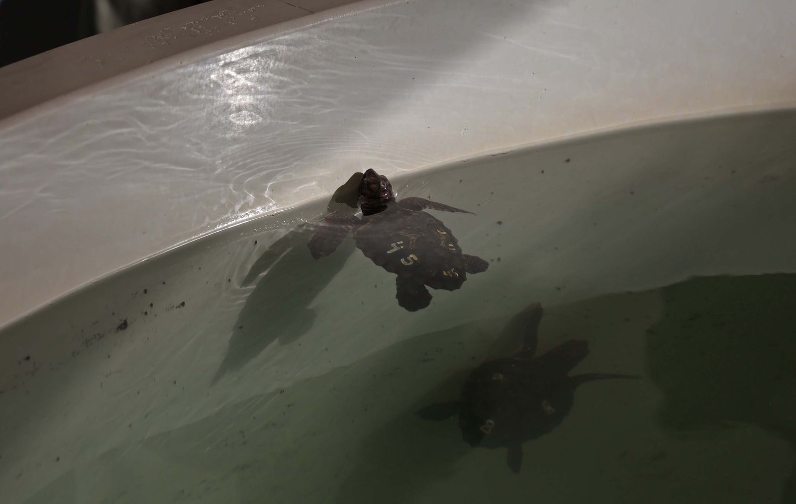 El Centro de Gestión del Medio Marino Andaluz (CEGMA) de Algeciras, en imágenes