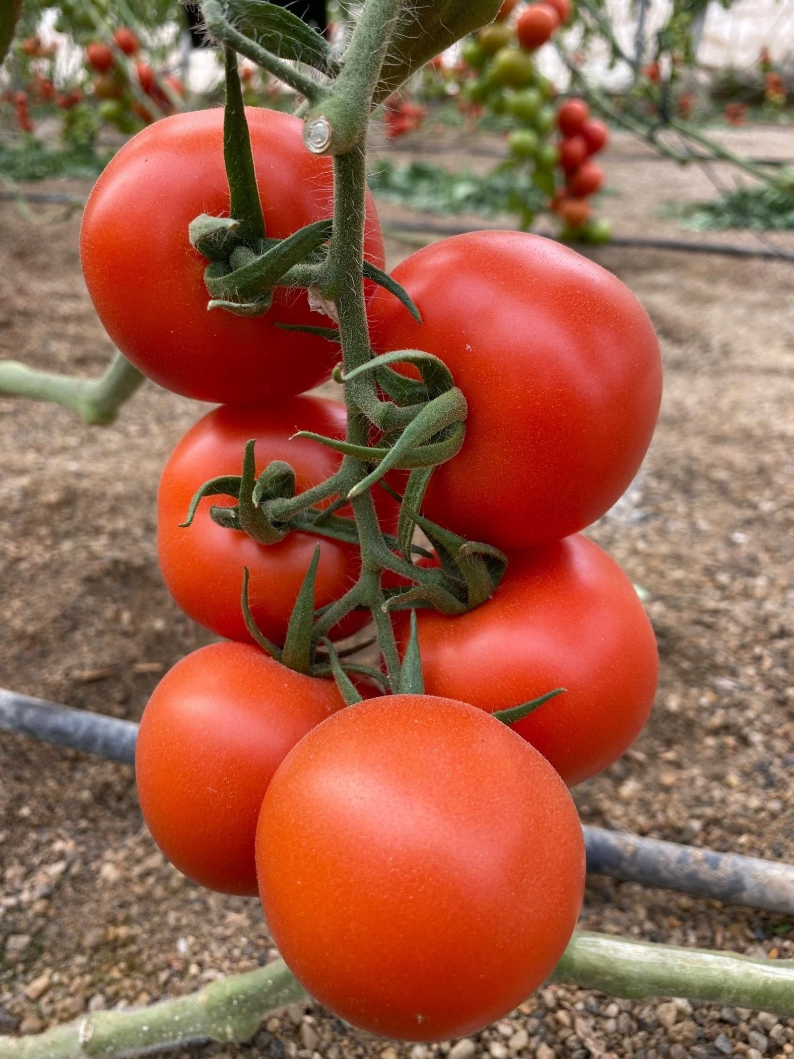 Tomate rama