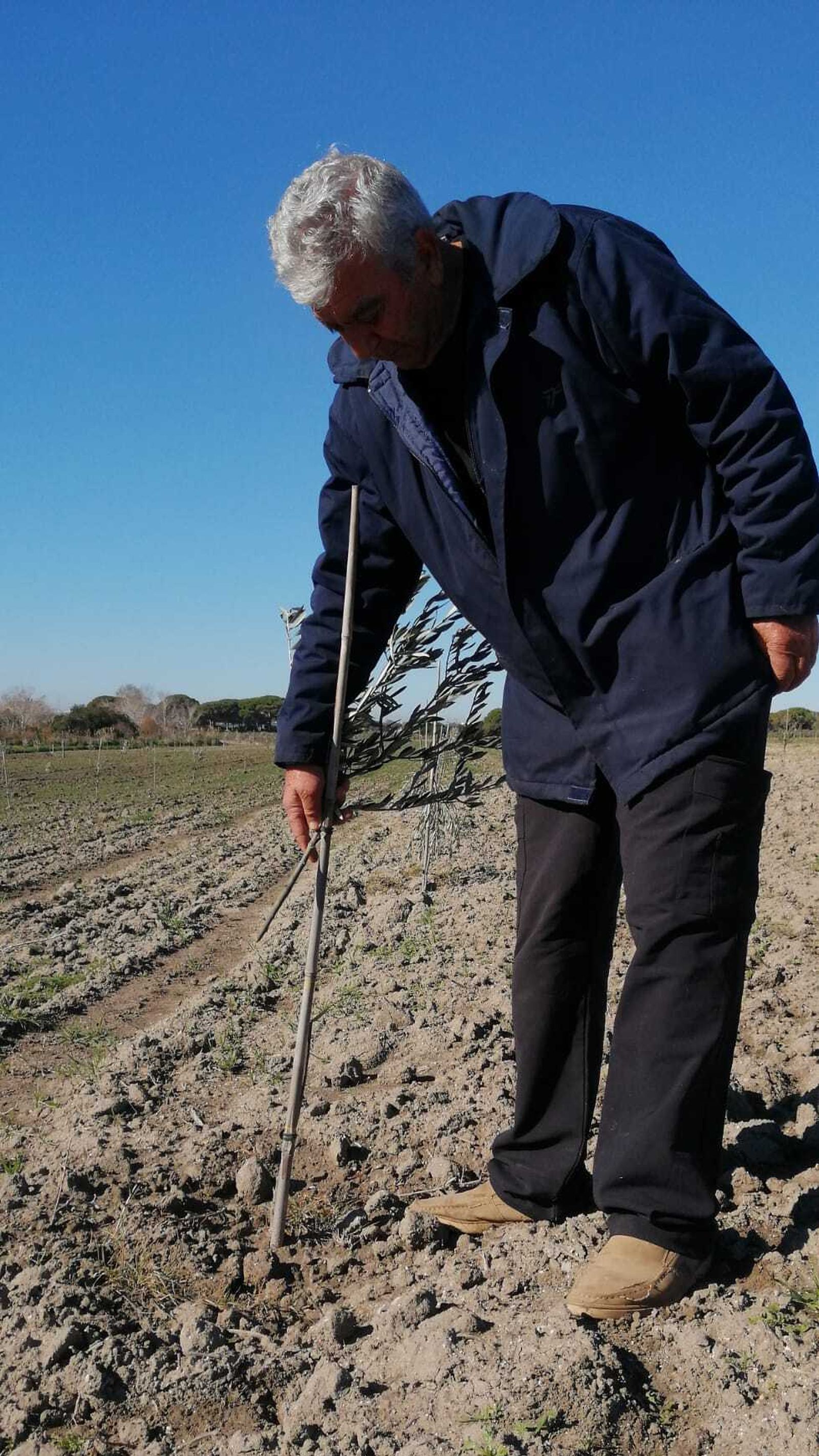 Alfonso comprueba el estado de los olivos dañados