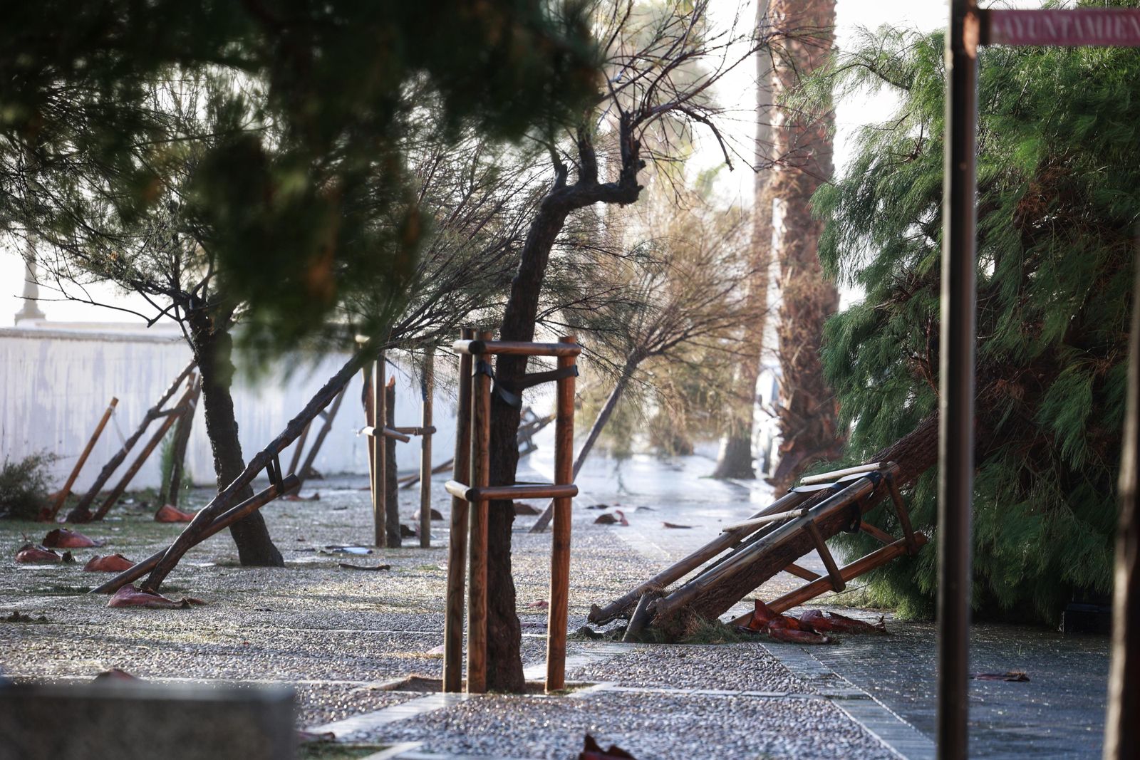 El temporal Bernard arrasa como un ciclón con la arboleda y mobiliario urbano de Cádiz