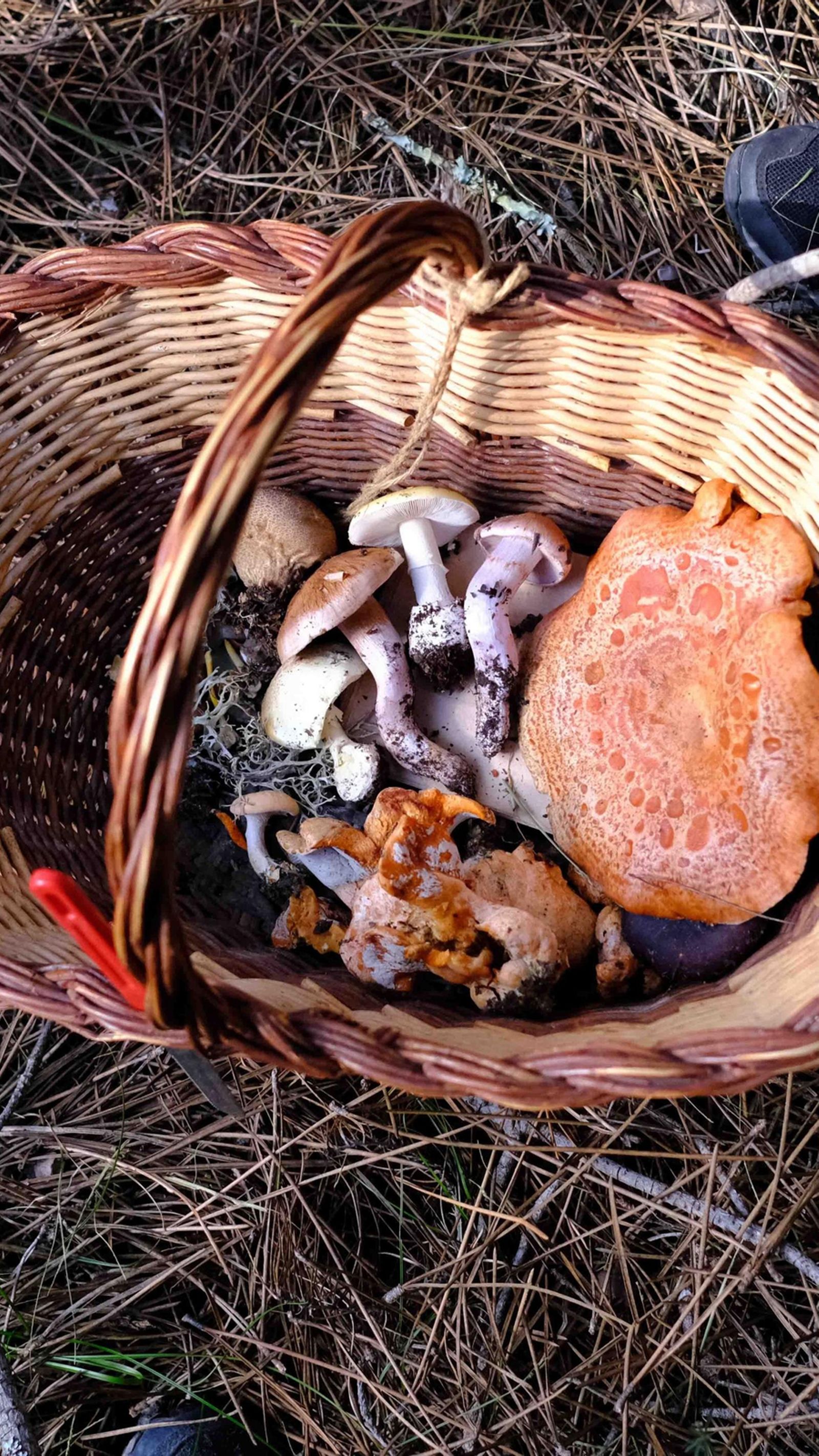 El transporte debe realizarse en canastos o bolsas de red