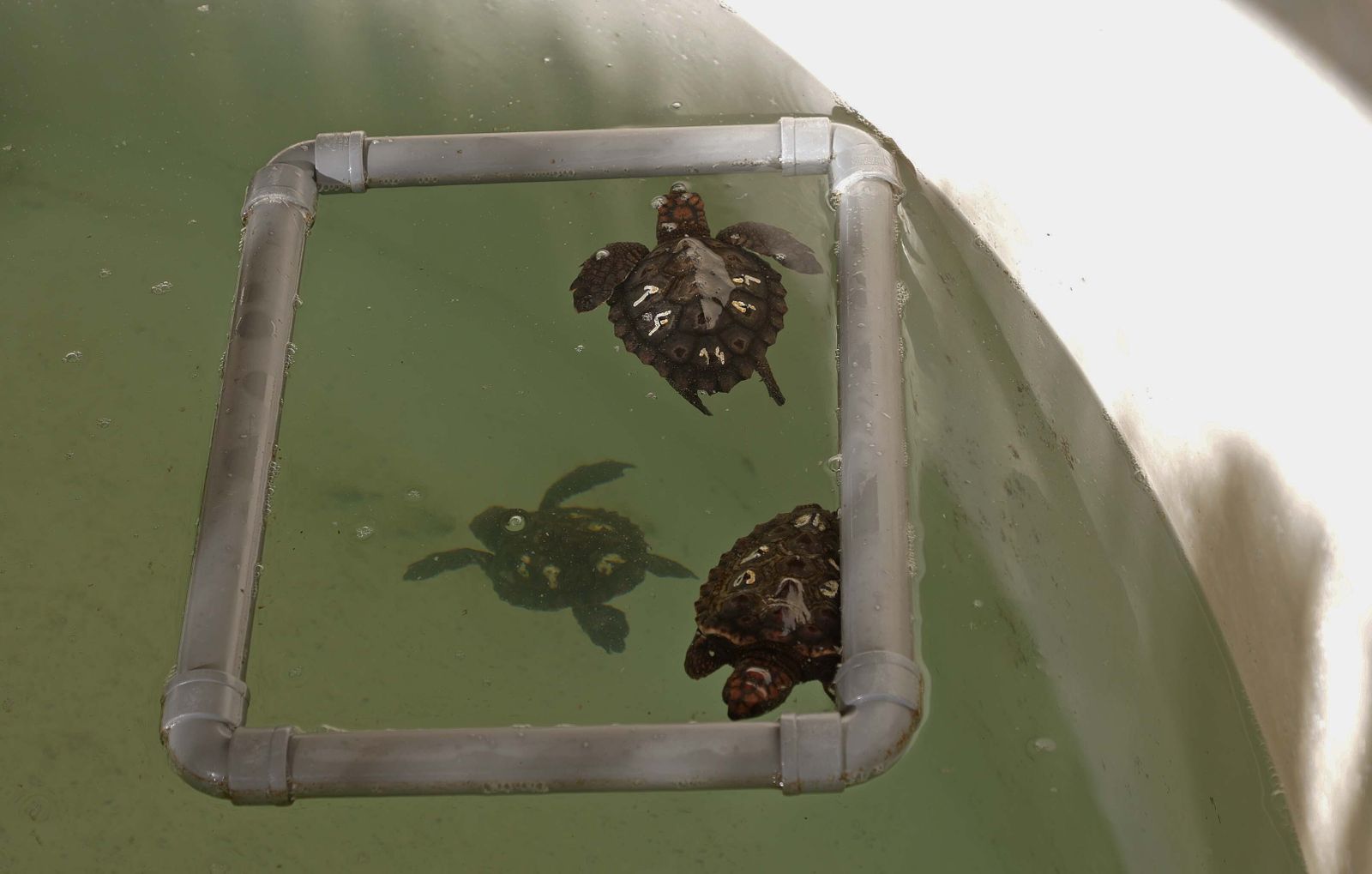 El Centro de Gestión del Medio Marino Andaluz (CEGMA) de Algeciras, en imágenes