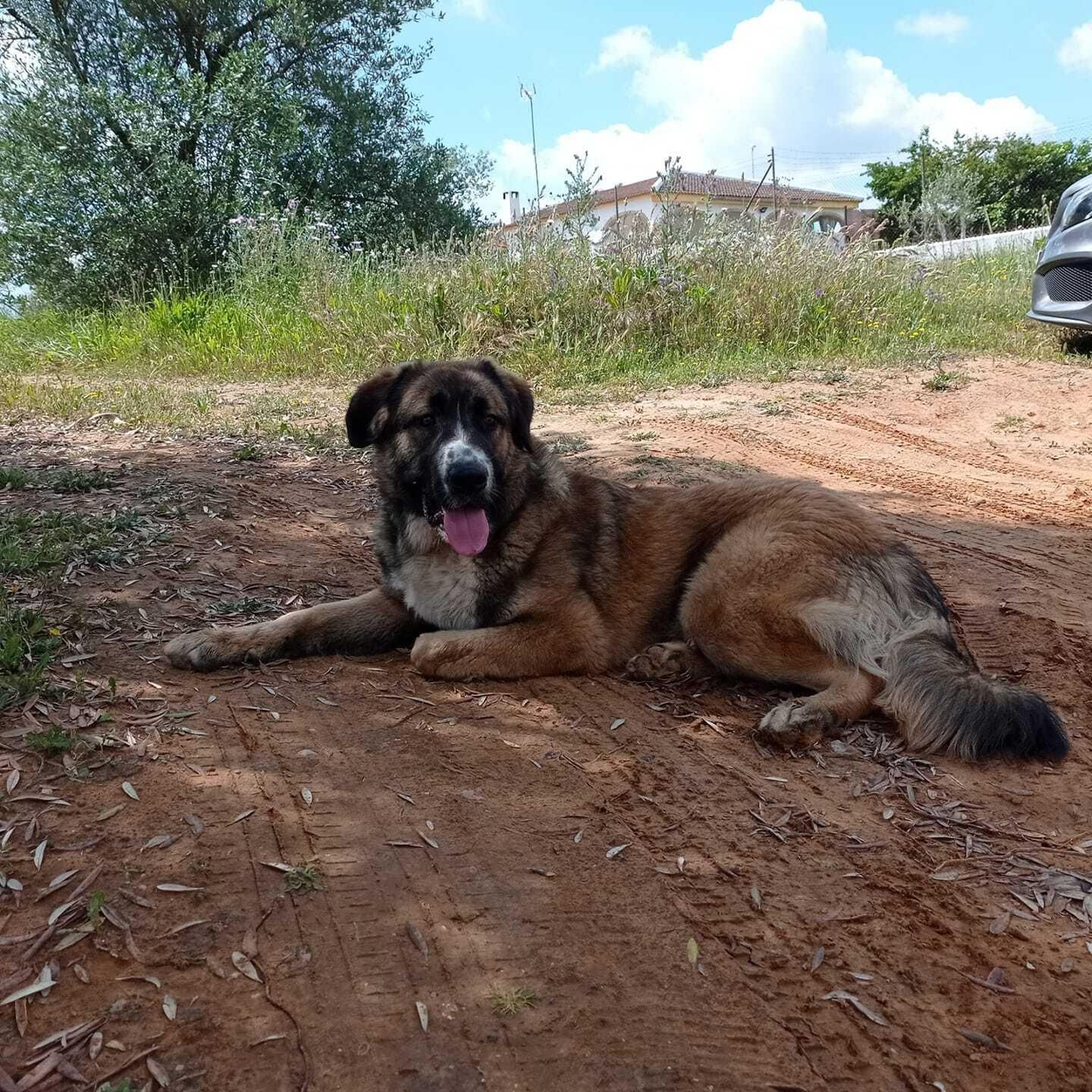 Punta Umbría decidirá esta semana si se construirá un nuevo refugio de animales para la protectora Puntanimals