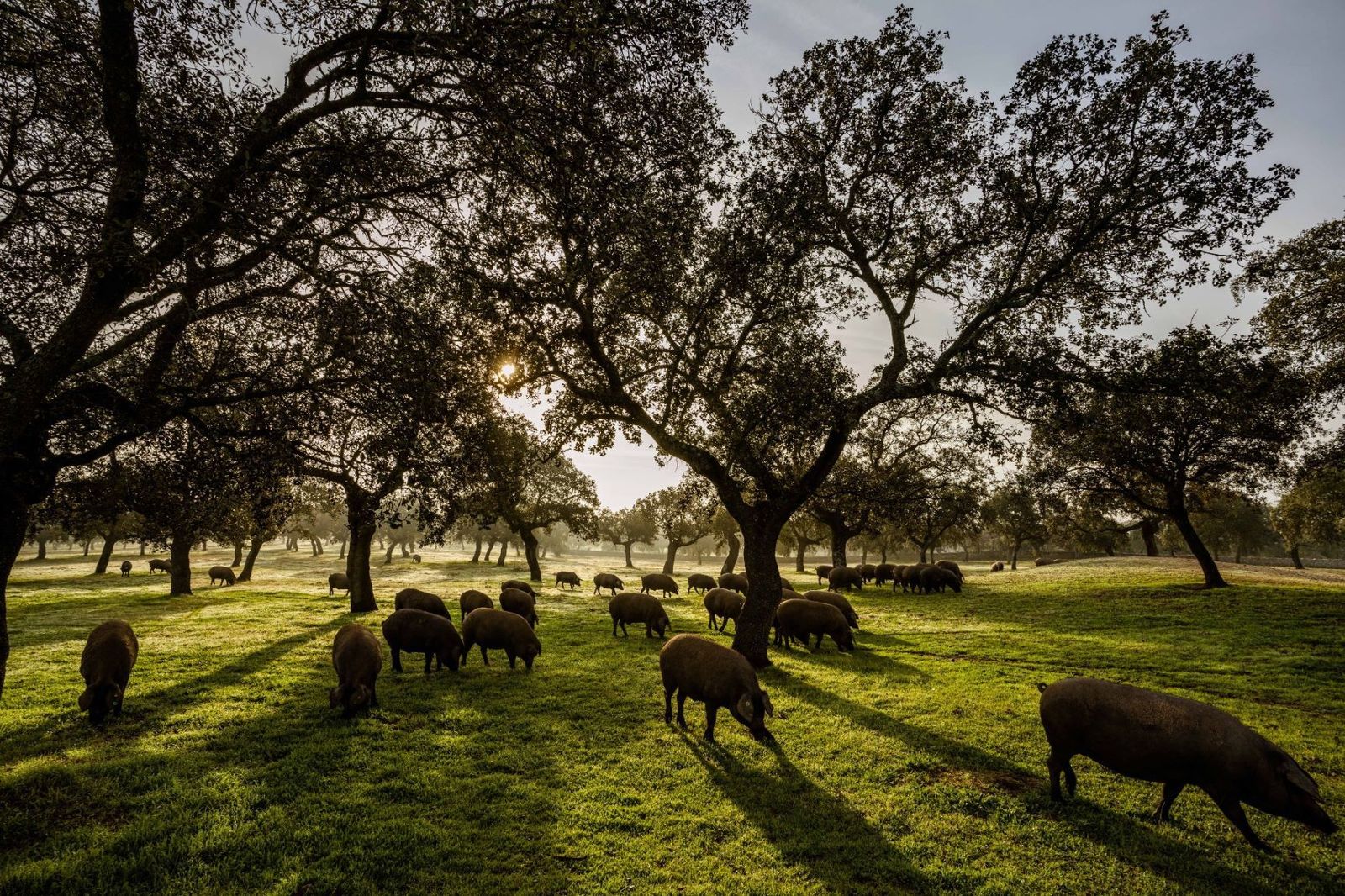 Cerdos en una montanera en Los Pedroches.