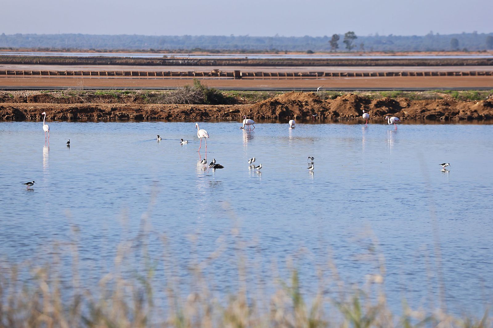 Imágenes de la visita al programa de divulgación ambiental 'Mi Marisma, Mi Escuela', de la Fundación Atlantic Copper.en Marismas del Odiel