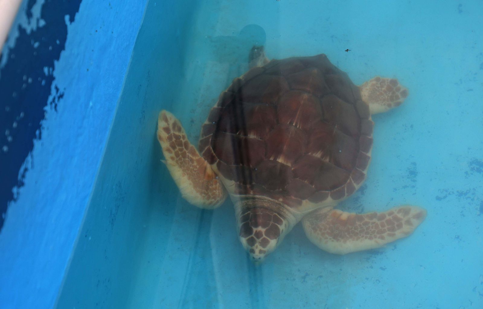 El Centro de Gestión del Medio Marino Andaluz (CEGMA) de Algeciras, en imágenes