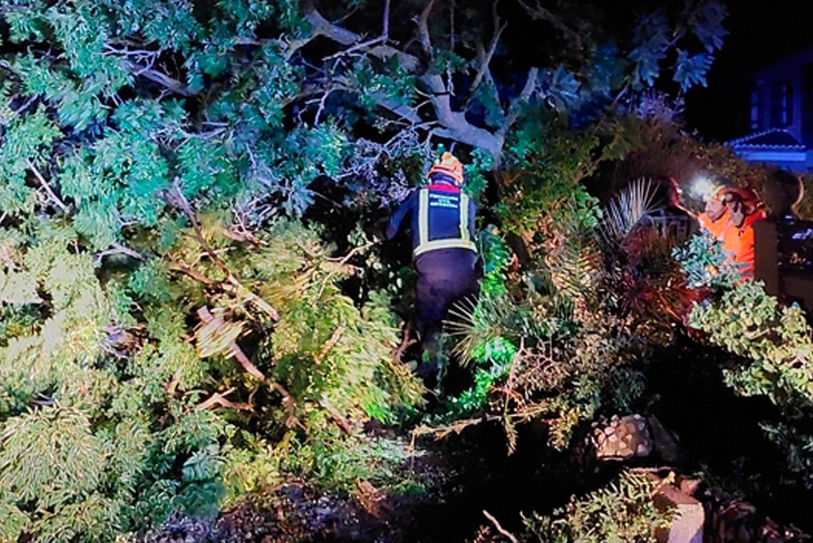 Uno de los múltiples árboles que derribó el temporal.