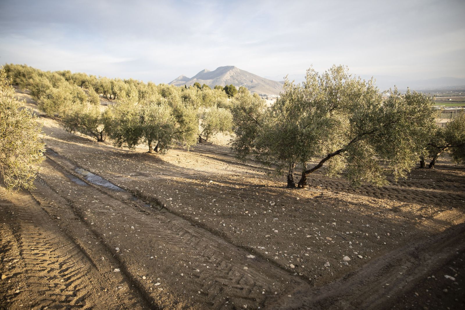 Terrenos de olivos, ayer en la zona de Pinos Puente