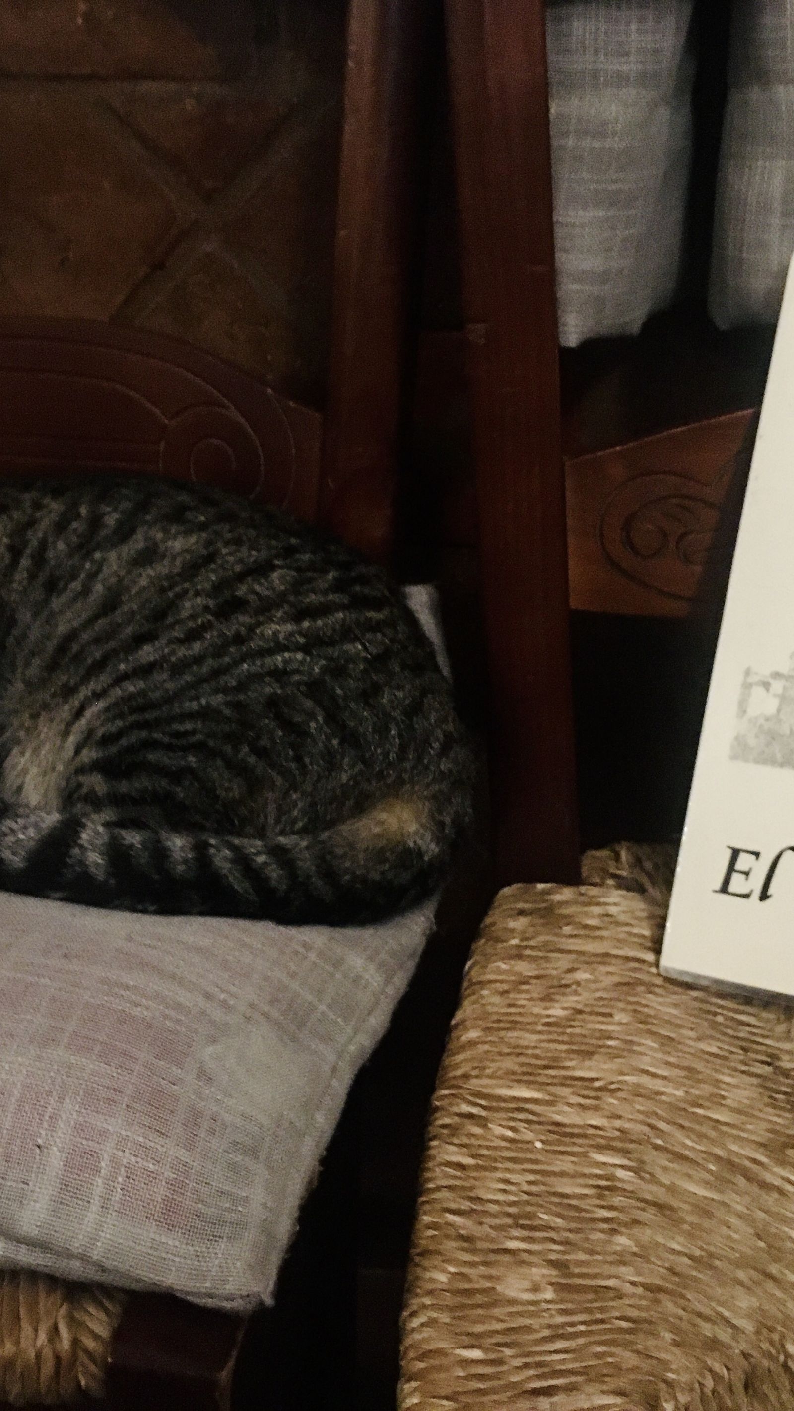 El gato de 'El Ventorrillero', echando una siesta.