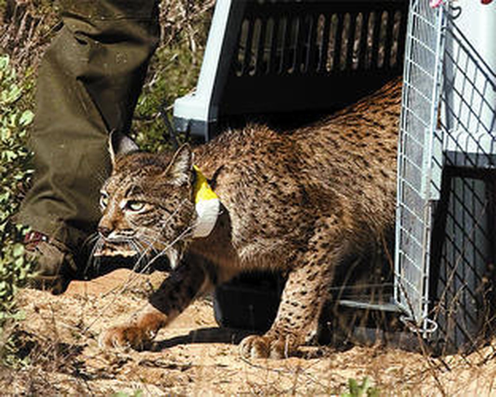 Lince ibérico.
