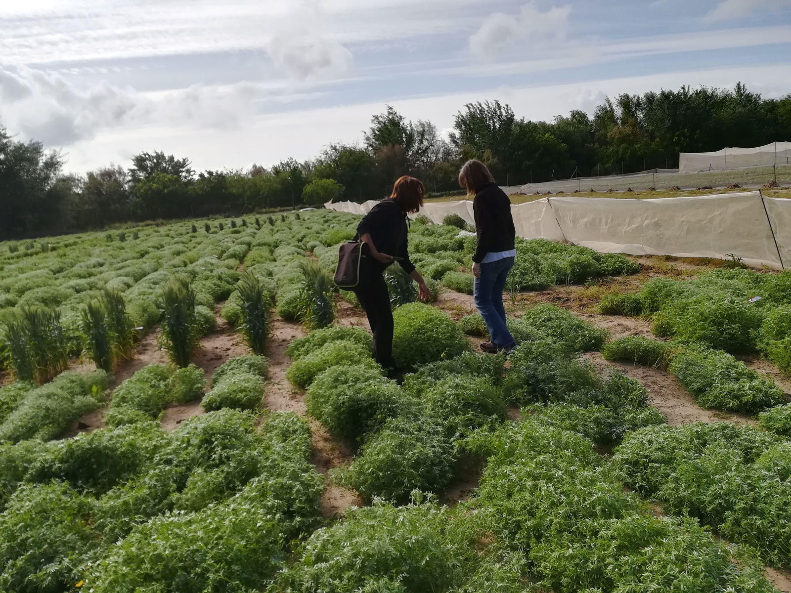 Investigadores del Instituto de Agricultura Sostenible.
