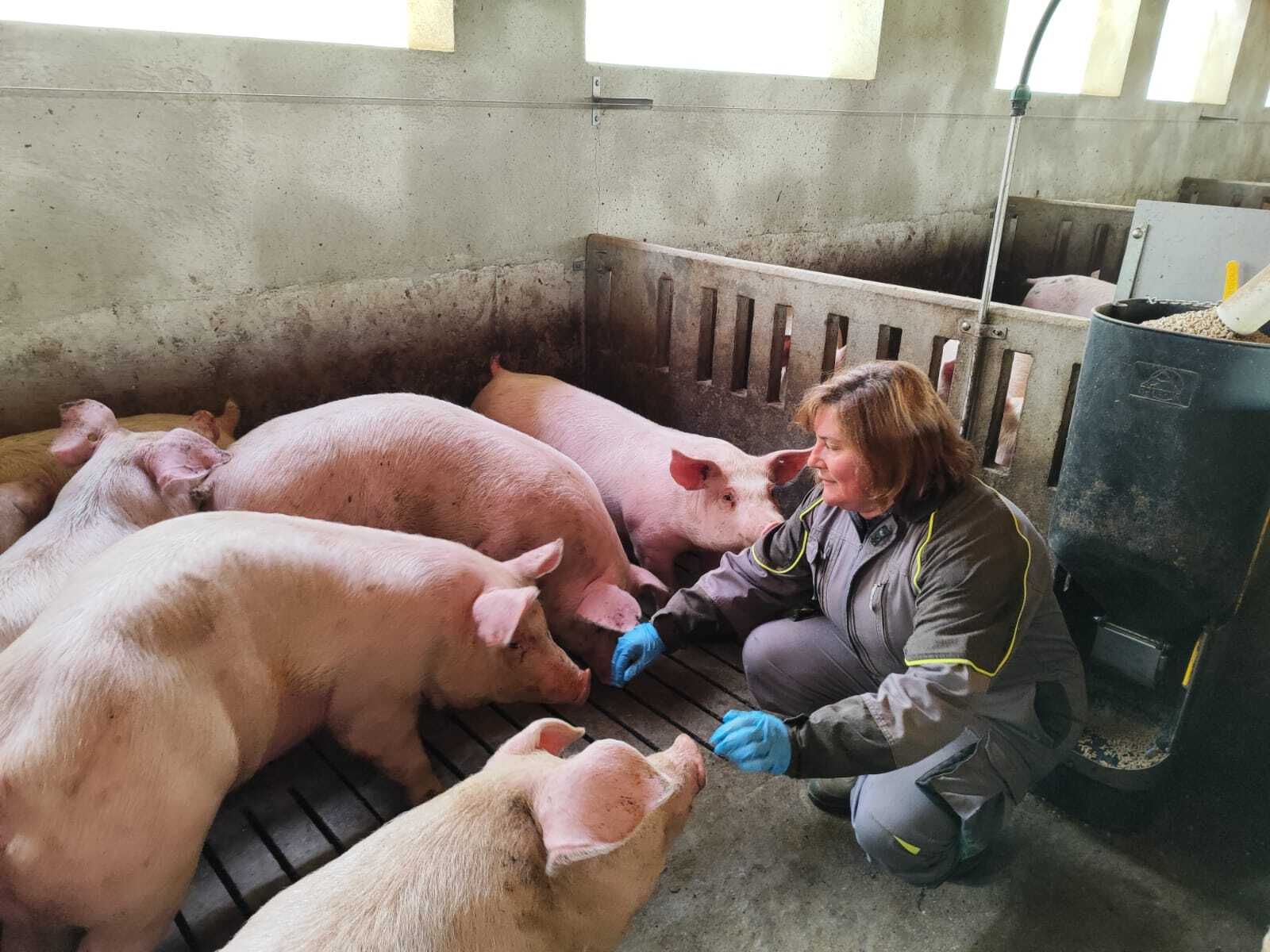 María del Carmen García alimenta a los cerdos que tiene en su granja, situada en la localidad de Topares.
