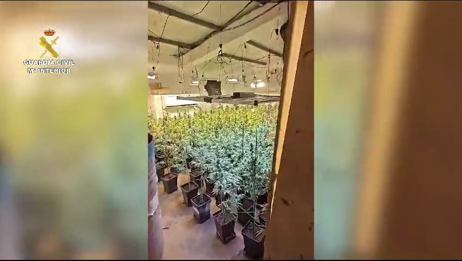 Cultivo de marihuana hallado por la Guardia Civil.