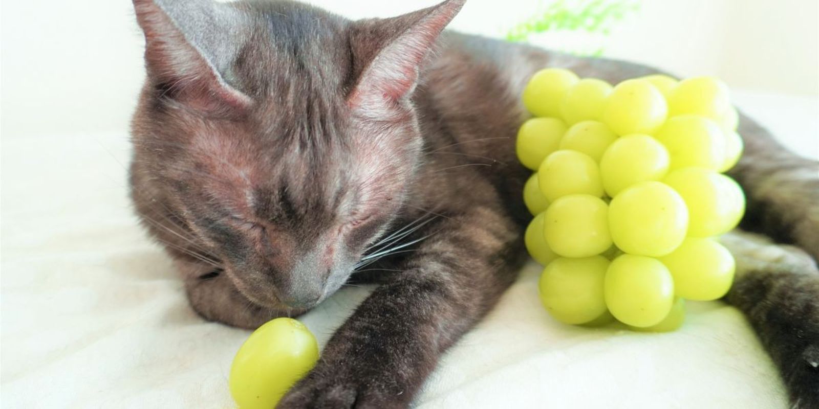 ¿Pueden los gatos comer uvas?
